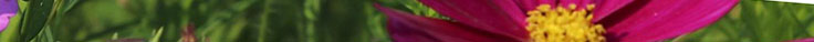 Banner Image af blømster